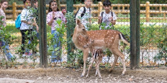 Bursa’da alageyik ailesine üç yeni neşe kaynağı