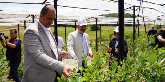 İznik’te hasat dönemi başladı