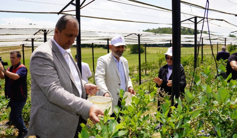 İznik’te hasat dönemi başladı