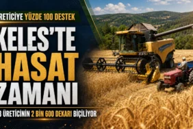 Keles'te yüzde 100 destekli buğday hasadı
