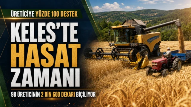 Keles'te yüzde 100 destekli buğday hasadı