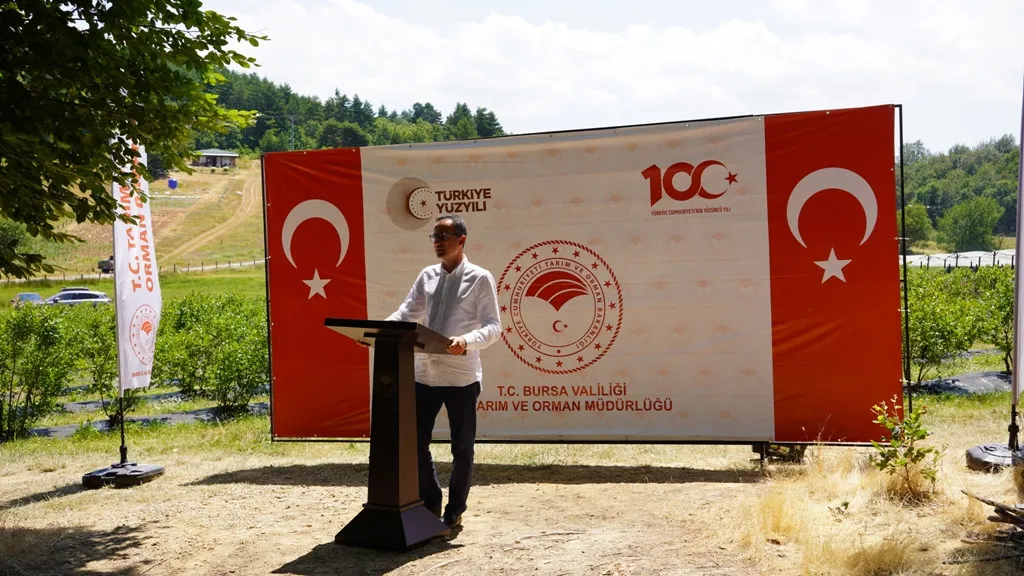 İznik'te organik maviyemiş hasadı başladı