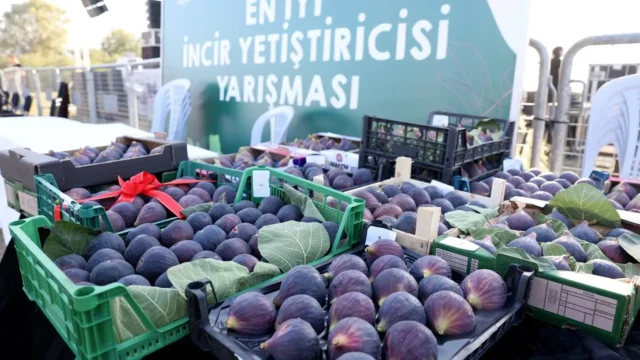Akçalar Fadıllı İncir Festivali