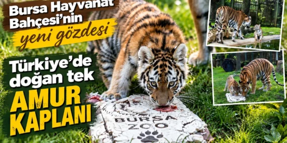 Bursa Hayvanat Bahçesi’nin yeni gözdesi: Yavru kaplan Victoria