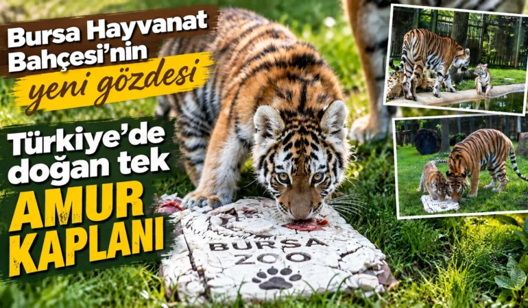 Bursa Hayvanat Bahçesi’nin yeni gözdesi: Yavru kaplan Victoria